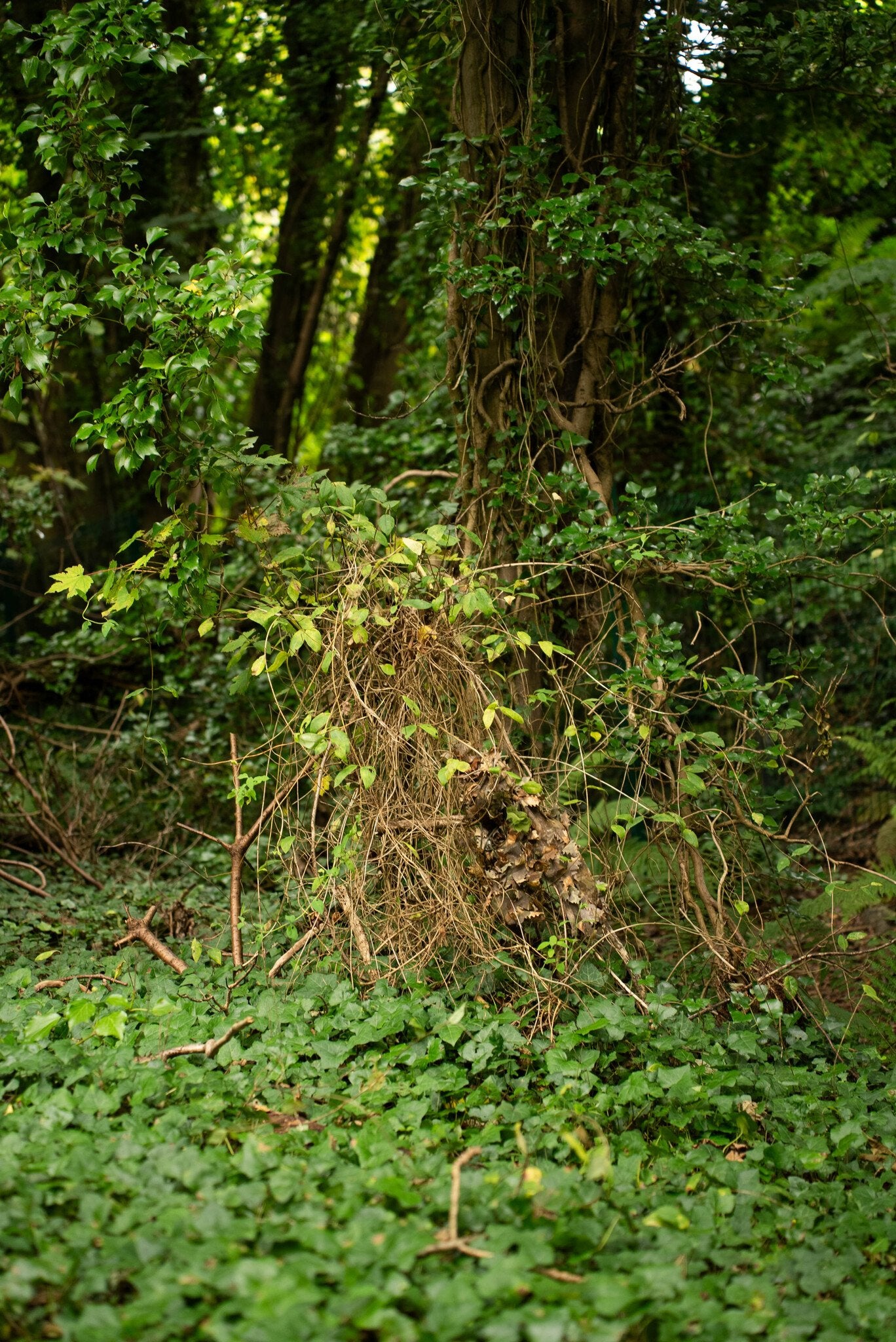 Cagoule en chêne brun