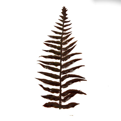 High Quality Artificial Ferns