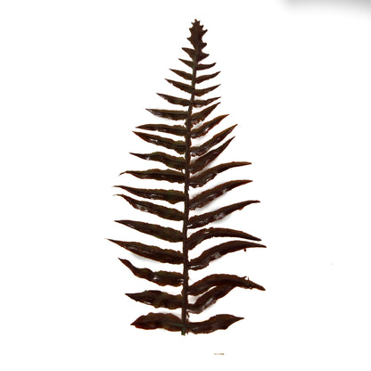 High Quality Artificial Ferns