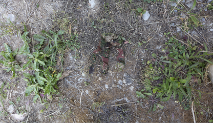 ConCamo 3 Blätter - Dunkel