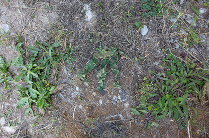 ConCamo 3 Blätter - Frisch