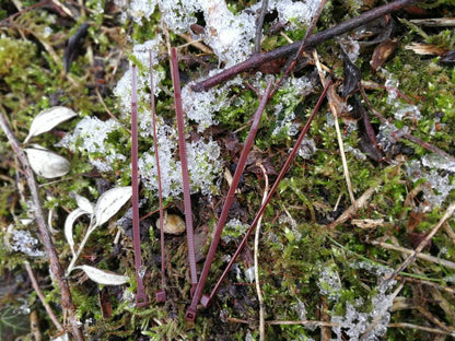 Attaches de câble en nylon marron (200 pièces)