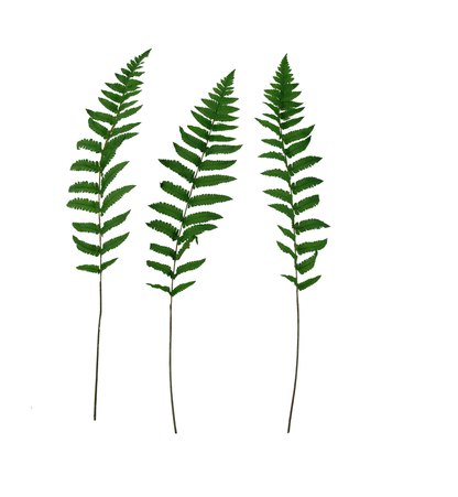 High Quality Artificial Long Silk Ferns (3-Pieces)