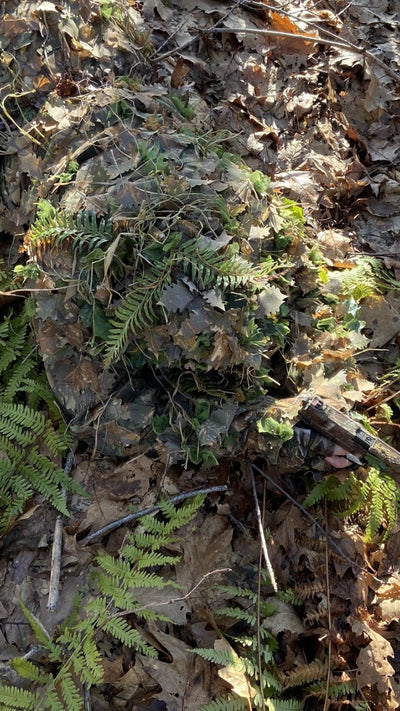 High Quality Artificial Ferns